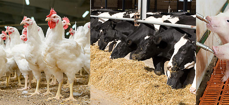 Animal Nutrition